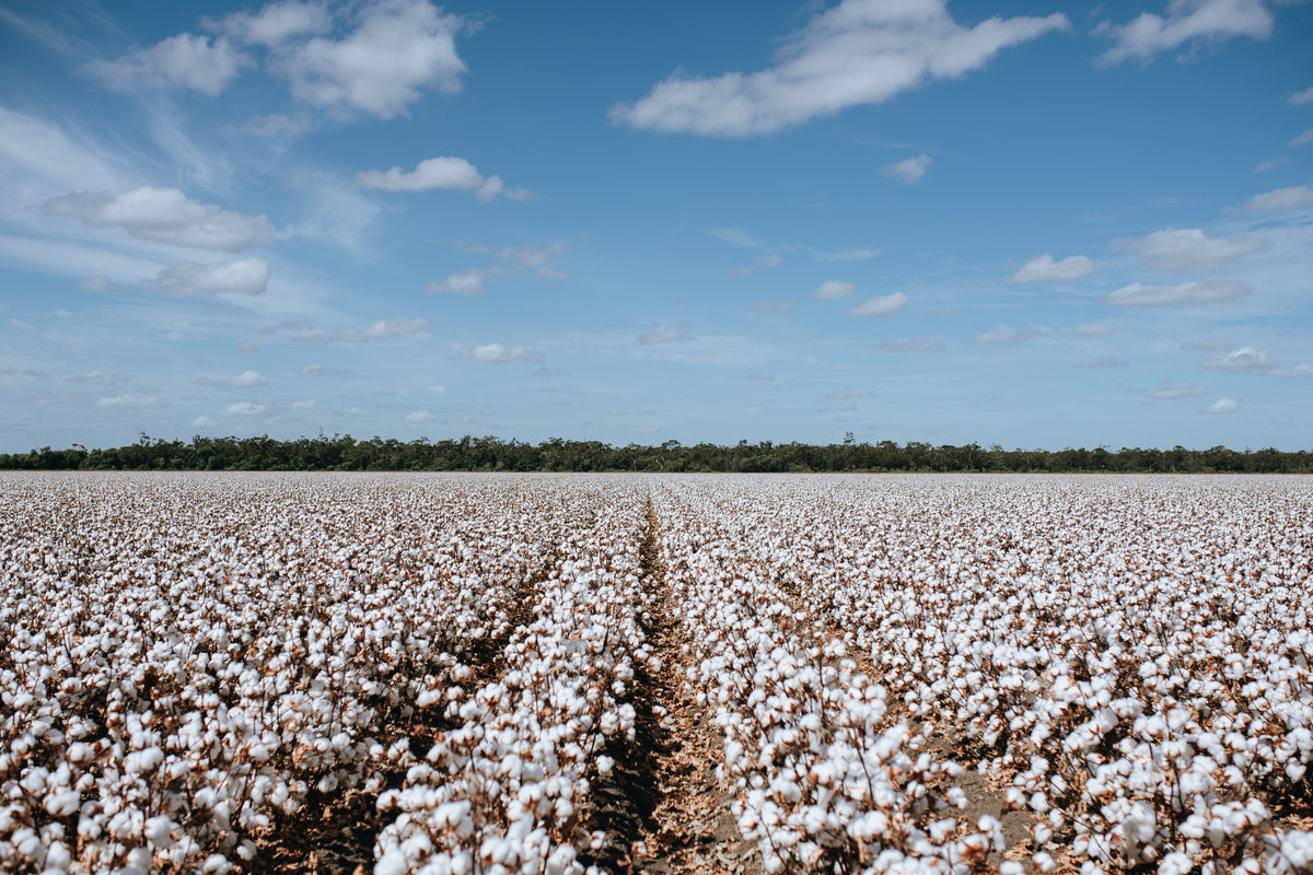 Australian Cotton Examples Australian Cotton – Primi